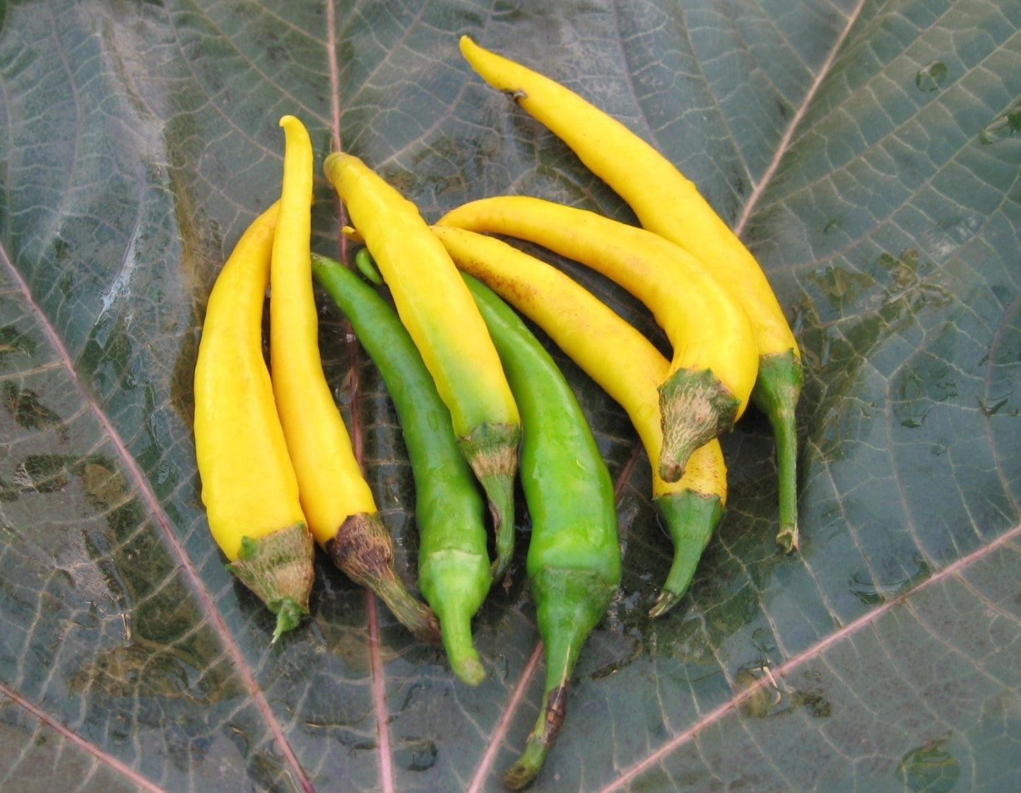 Golden Cayenne Hot Pepper - Organic - Greta's Family Gardens