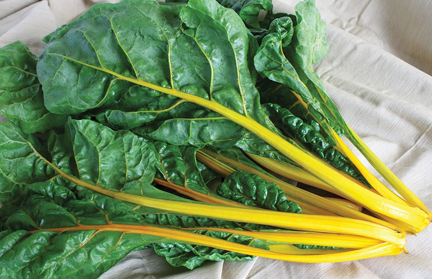 Golden Chard - Greta's Family Gardens