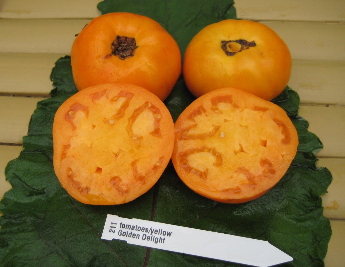 Golden Delight Tomato - Organic - Greta's Family Gardens