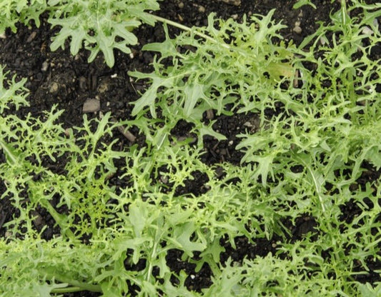 Golden Frill Mustard Greens - Organic - Greta's Family Gardens