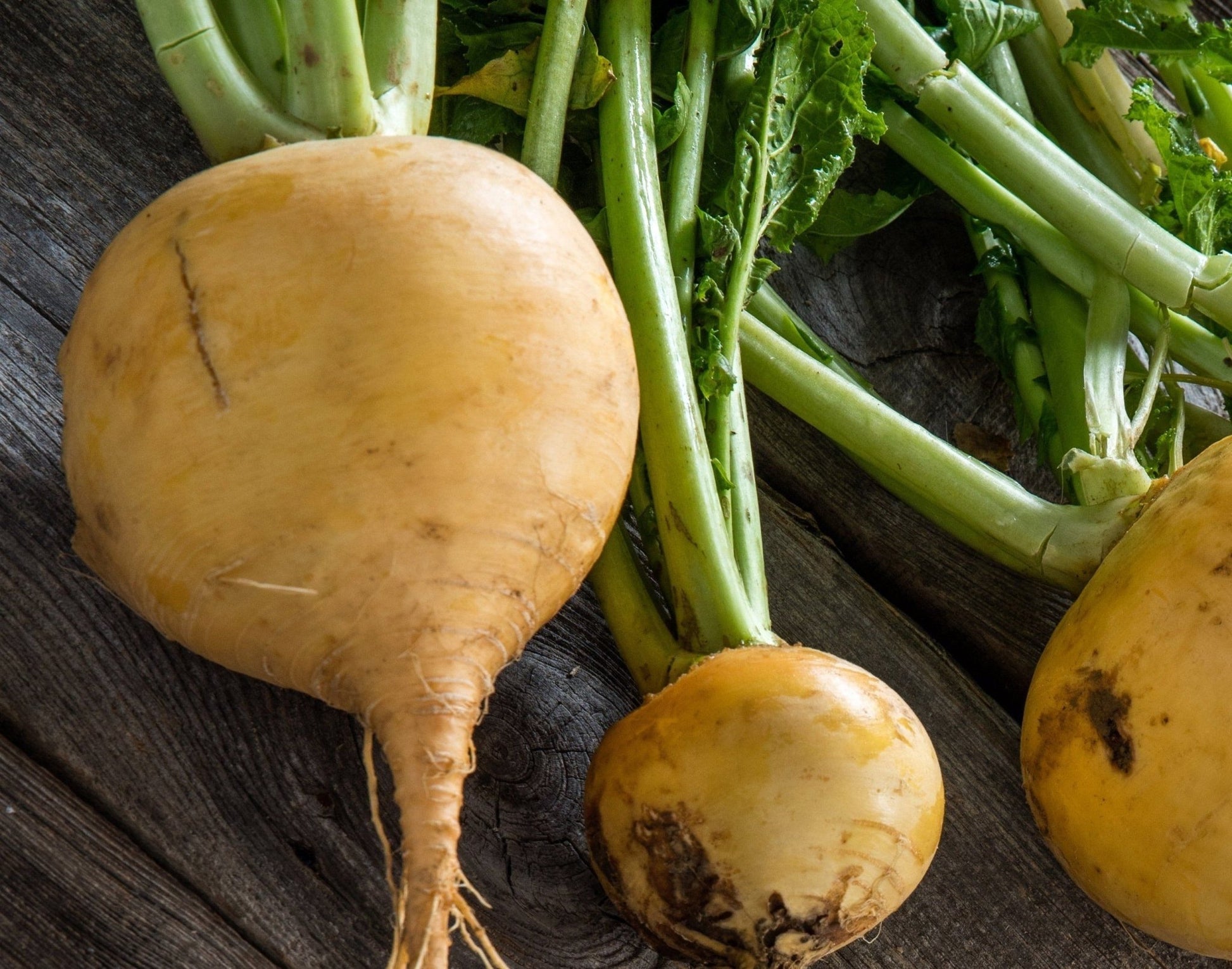 Golden Globe Turnip - Greta's Family Gardens