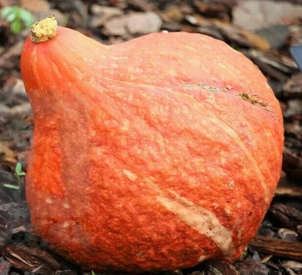 Golden Hubbard Winter Squash - Greta's Family Gardens