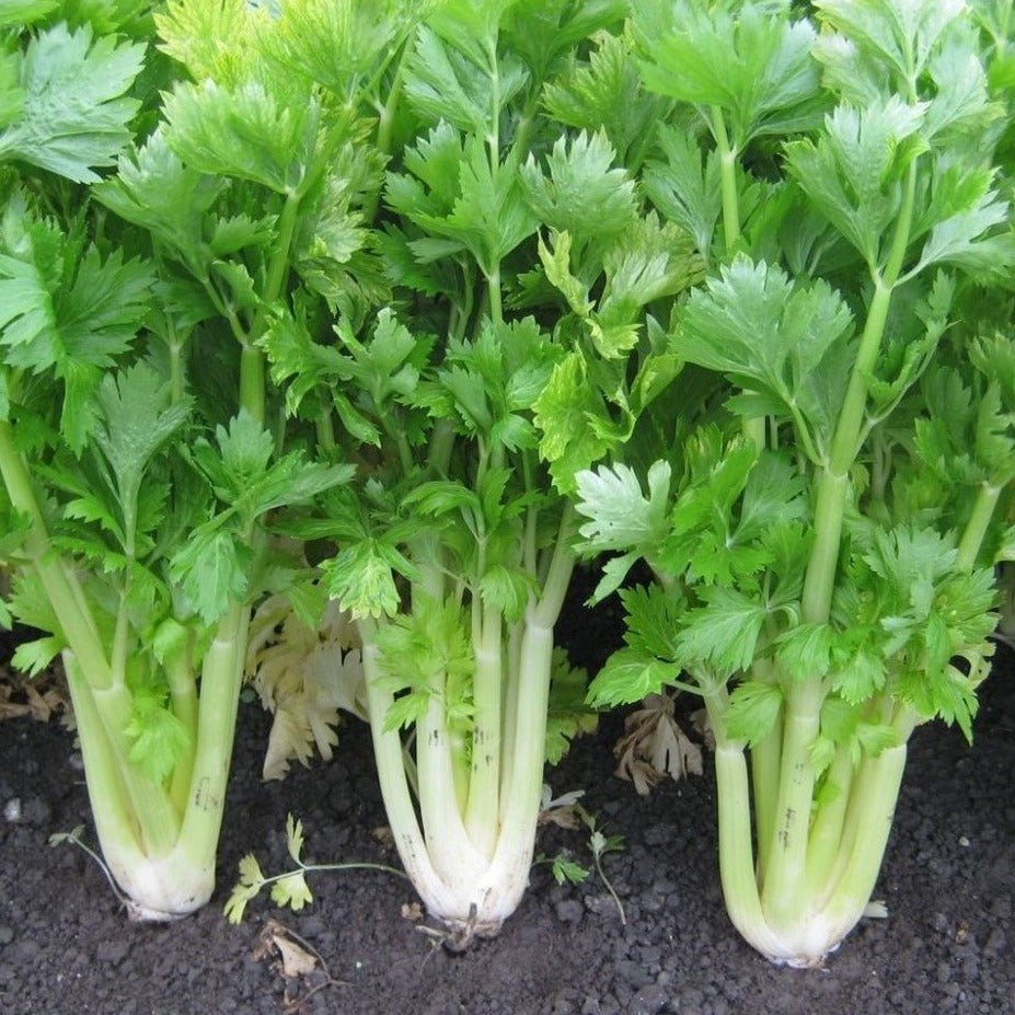 Golden Kin Tsai Celery - Organic - Greta's Family Gardens