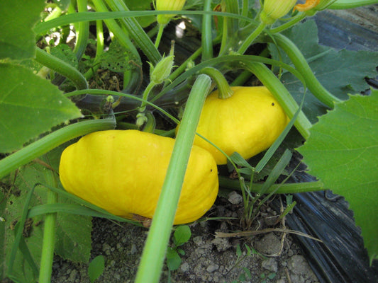 Golden Scallopini Squash - Greta's Family Gardens