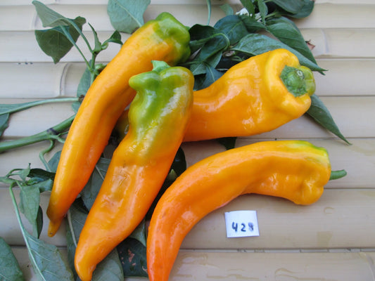 Golden Treasure Pepper - Organic - Greta's Family Gardens