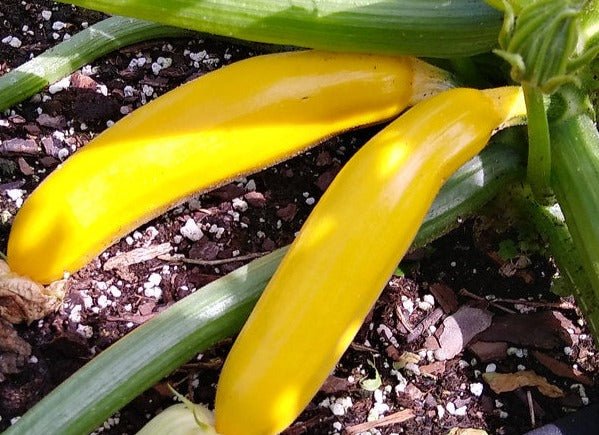 Golden Zucchini - Greta's Family Gardens