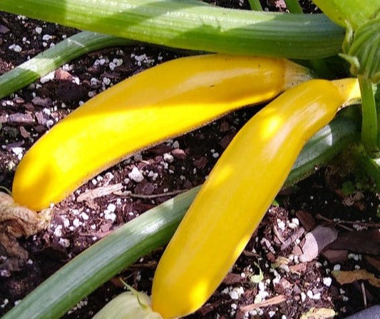 Golden Zucchini - Organic - Greta's Family Gardens