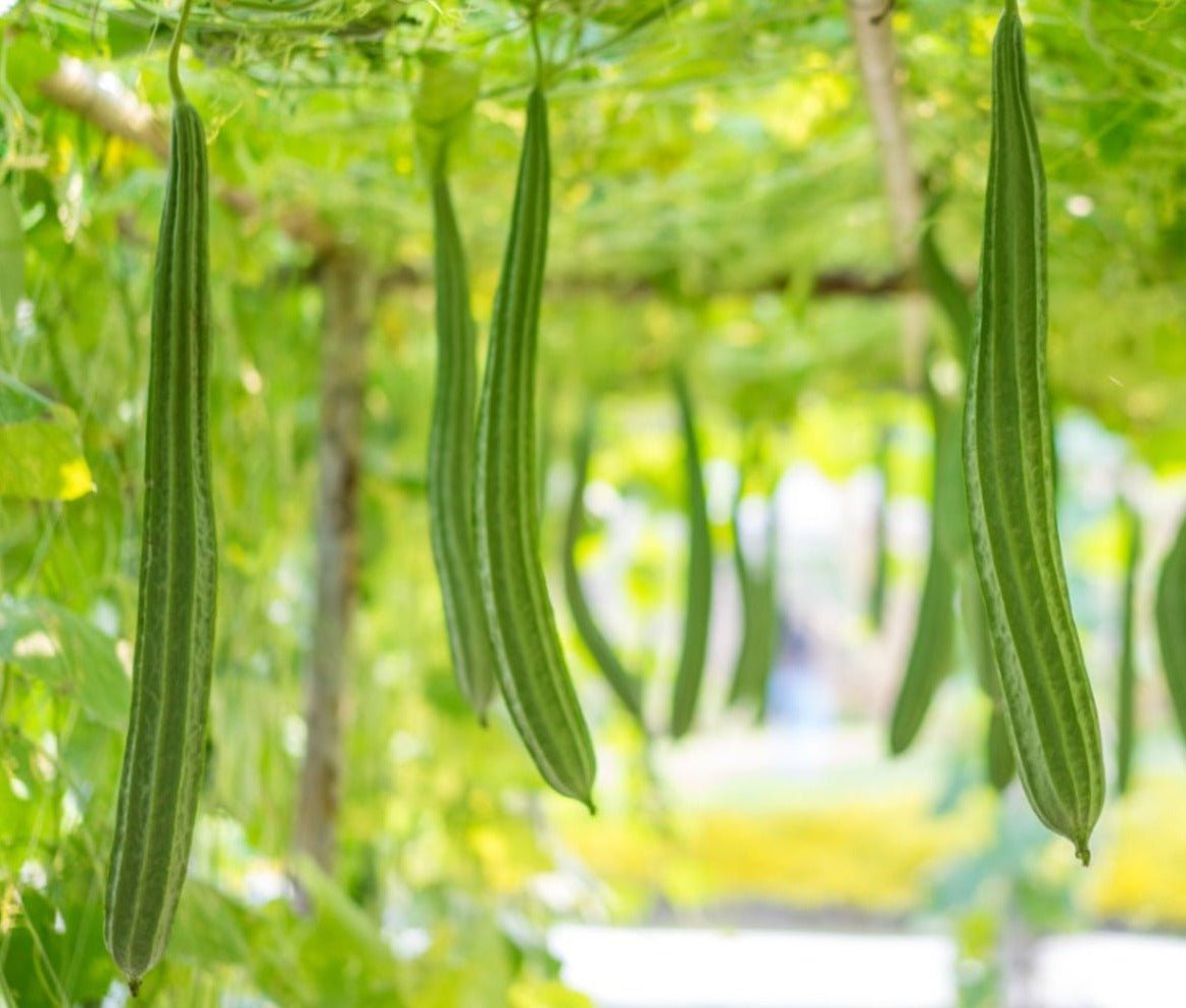 Gourd Luffa - Greta's Family Gardens