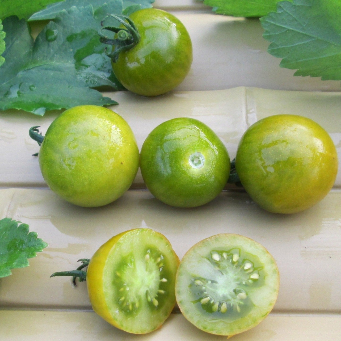 Green Doctors Tomato - Greta's Family Gardens