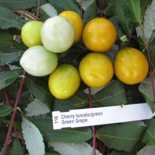 Green Grape Tomato - Organic - Greta's Family Gardens