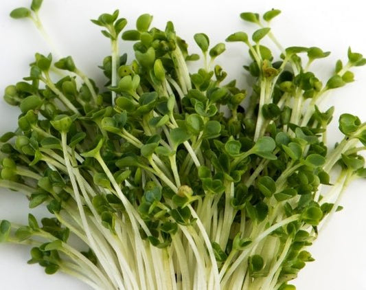 Green Kale Microgreens - Organic - Greta's Family Gardens