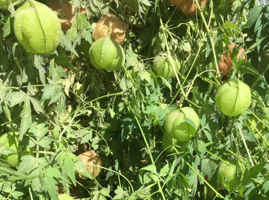 Green Lanterns Flower - Organic - Greta's Family Gardens