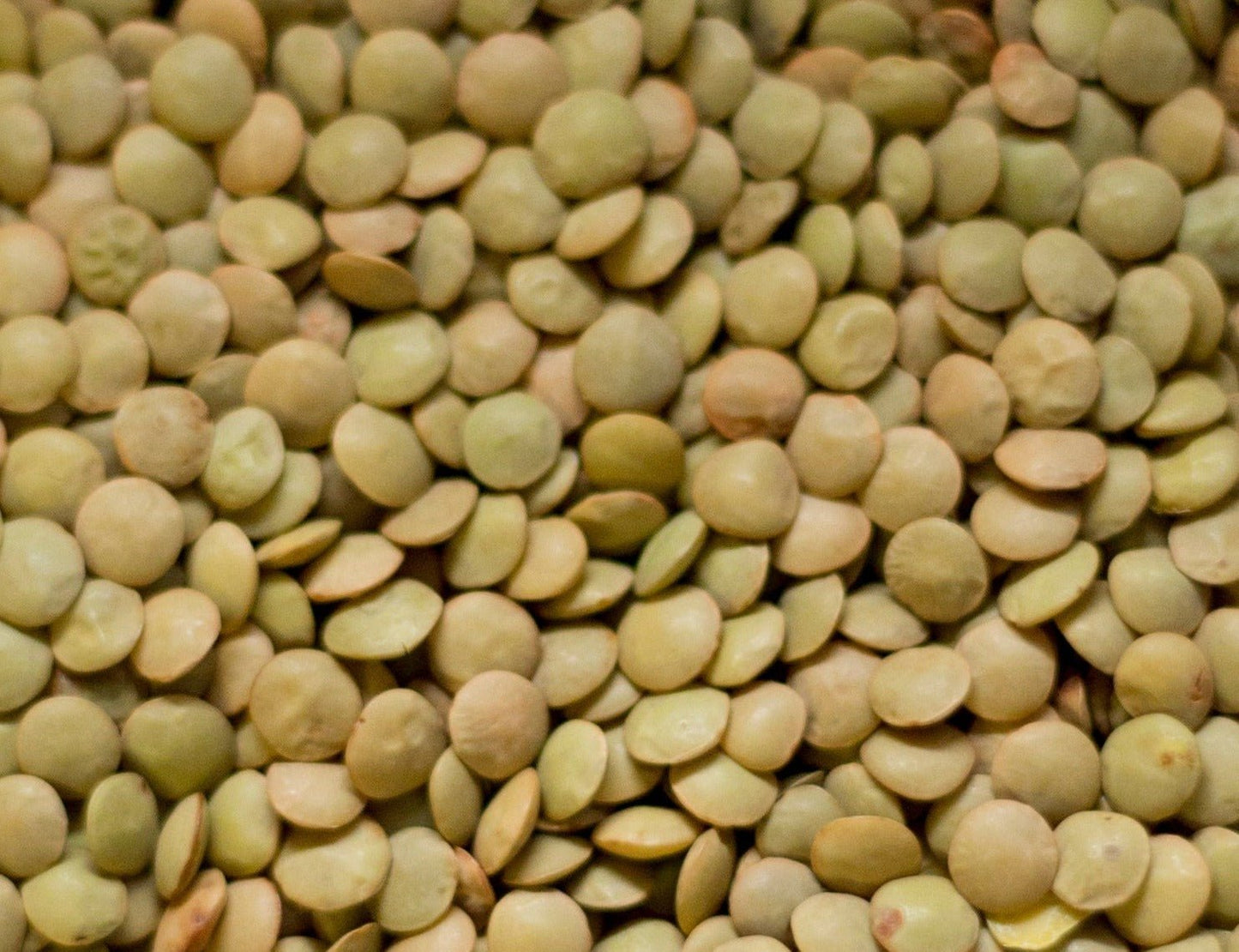 Green Lentils - Organic - Greta's Family Gardens