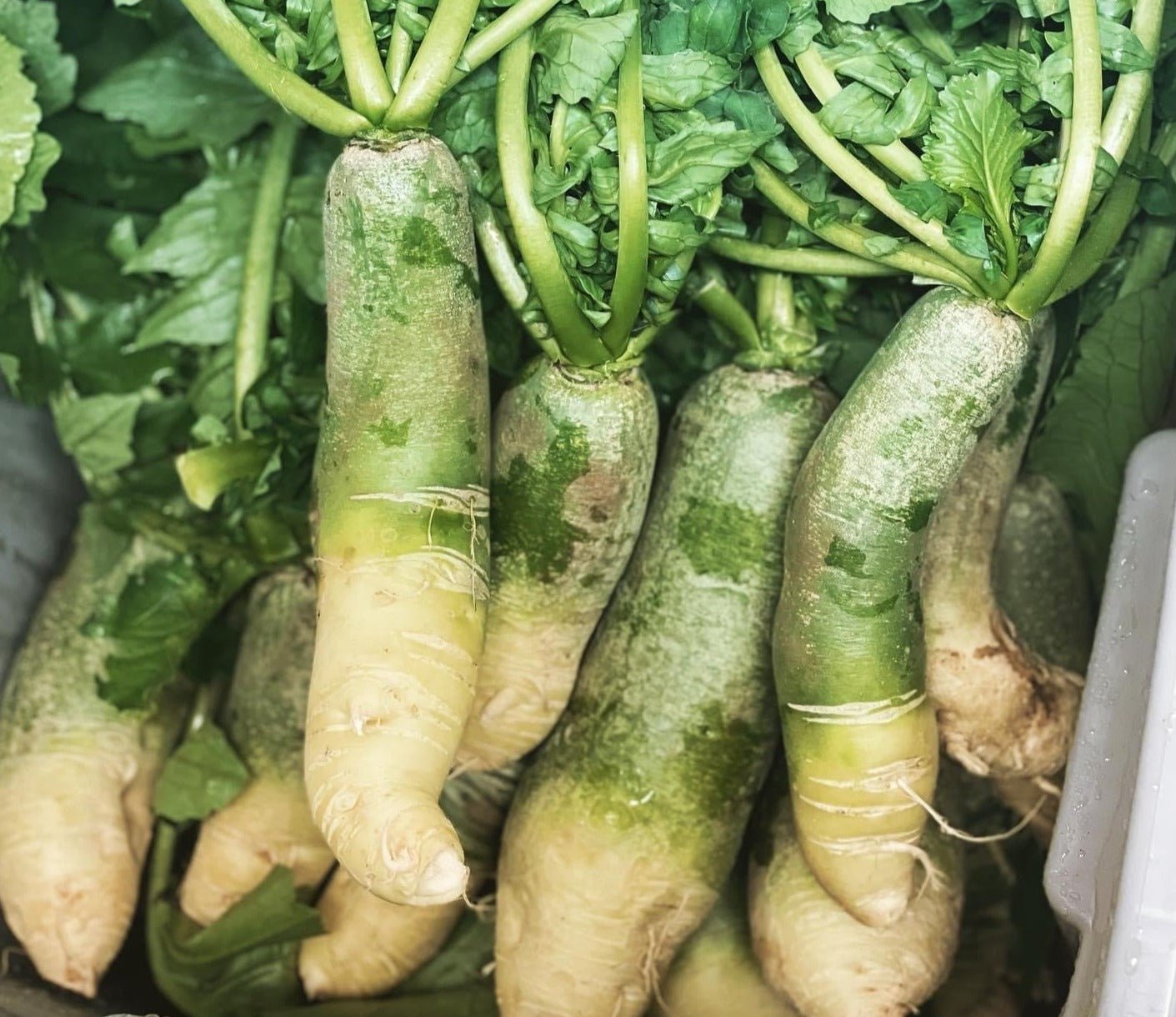 Green Luobo radish - Greta's Family Gardens