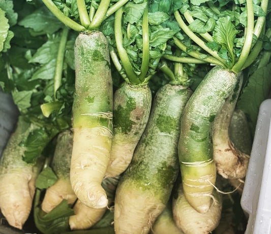 Green Luobo radish - Greta's Family Gardens