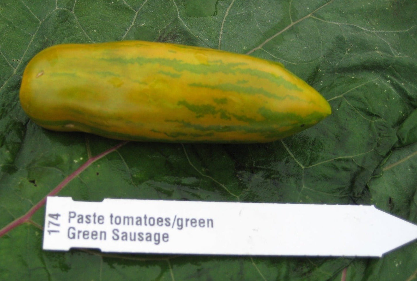 Green Sausage Tomato - Greta's Family Gardens