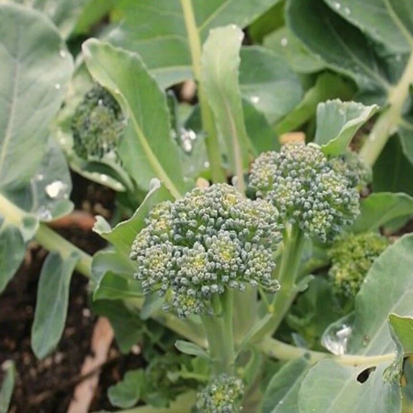 Green Sprouting Broccoli - Greta's Family Gardens