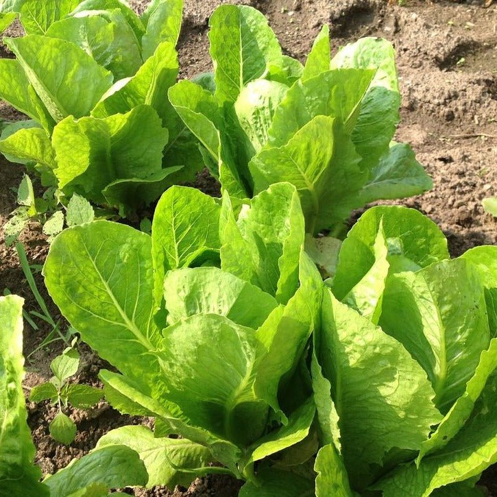 Green Tower Lettuce - Organic - Greta's Family Gardens