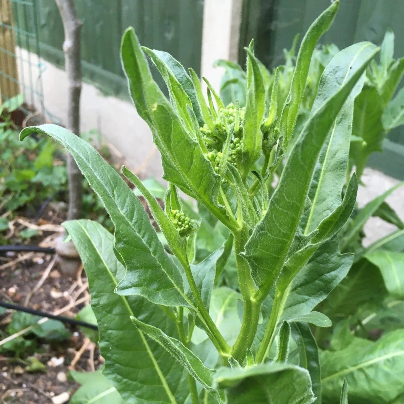 Greens Turkish Rocket - Organic - Greta's Family Gardens