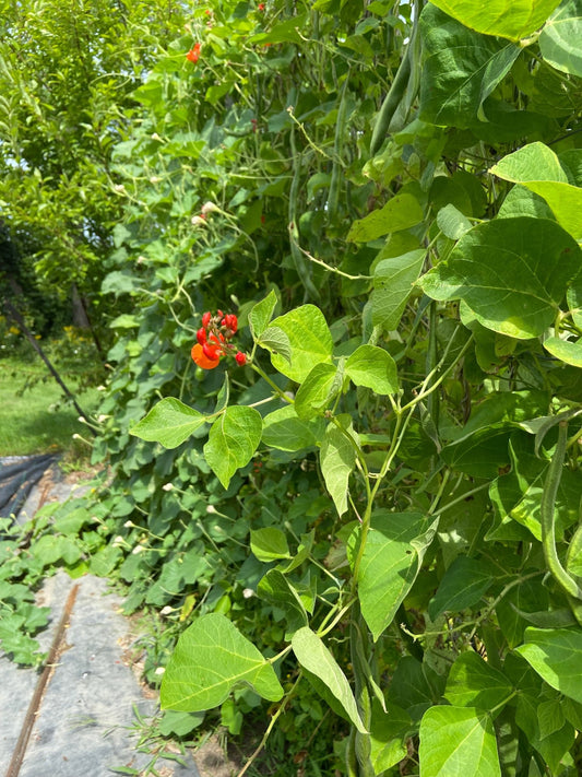 Greshen Runner Bean - Greta's Family Gardens