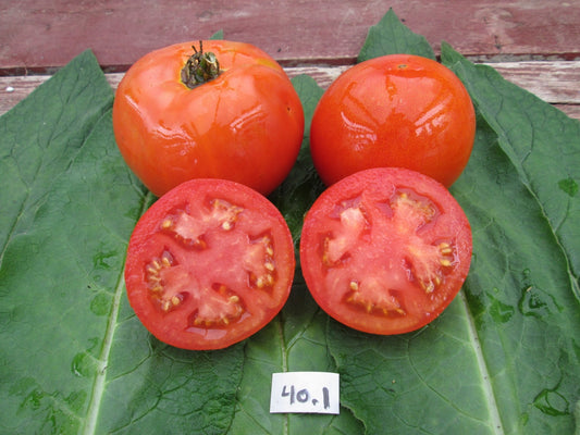 Grosse Lisse Tomato - Organic - Greta's Family Gardens