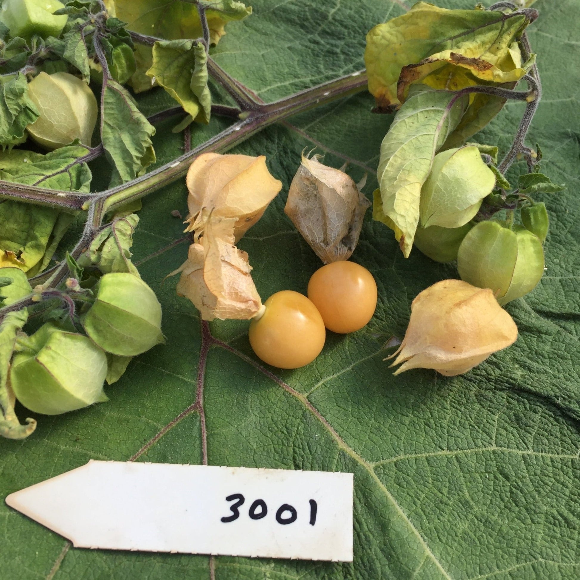 Groundcherry Aunt Molly's - Organic - Greta's Family Gardens