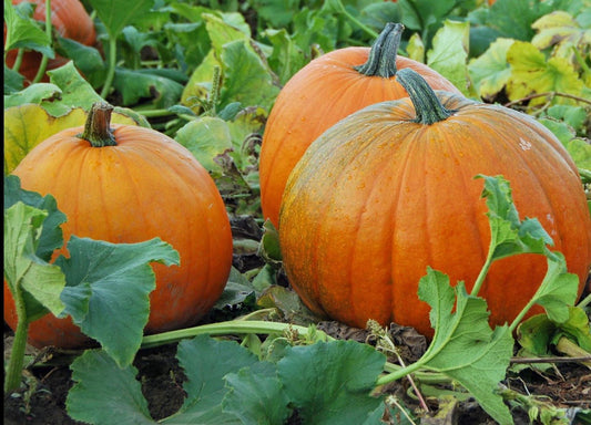 Halloween Pumpkin - Organic - Greta's Family Gardens