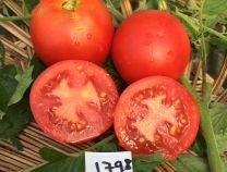 Harbinger Tomato - Organic - Greta's Family Gardens