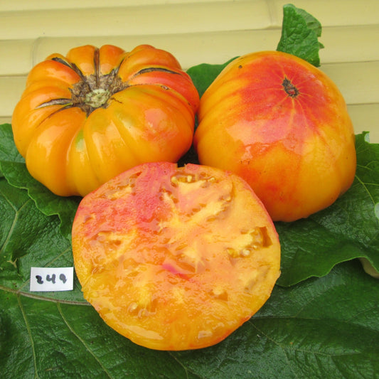 Hawaiian Pineapple Tomato - Greta's Family Gardens