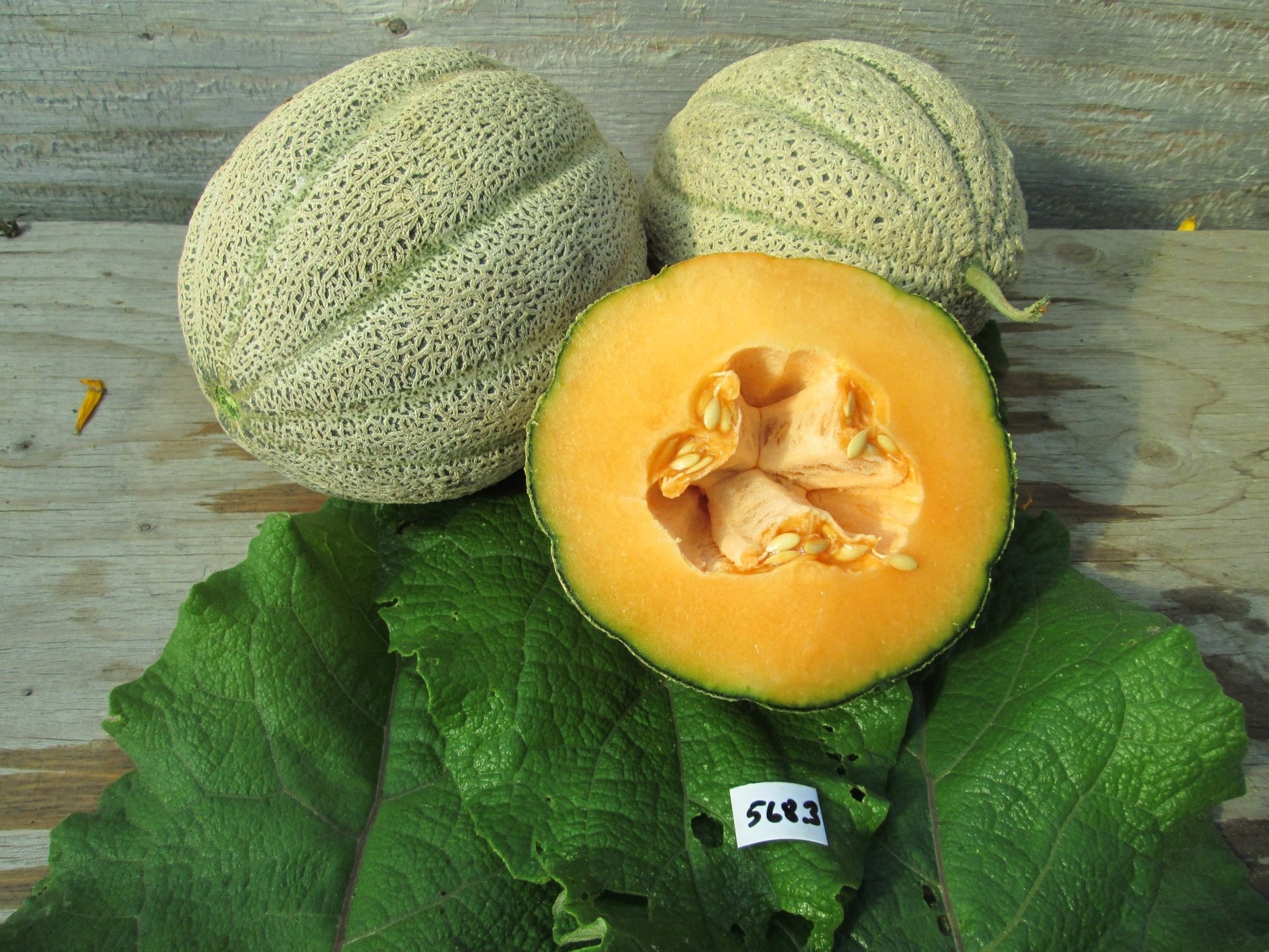 Hearts of Gold Melon - Organic - Greta's Family Gardens