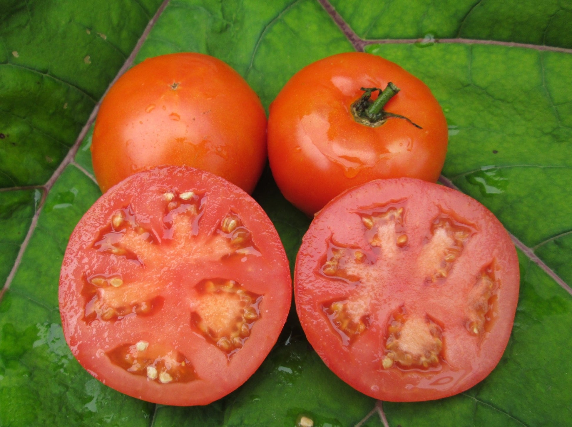 Heinz 1350 VF Tomato - Organic - Greta's Family Gardens