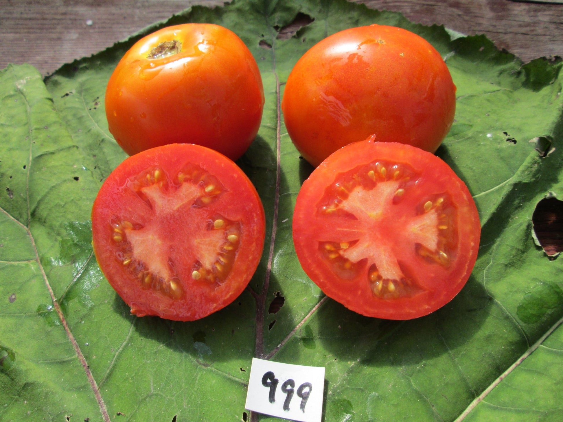 Heinz 1439 Tomato - Organic - Greta's Family Gardens