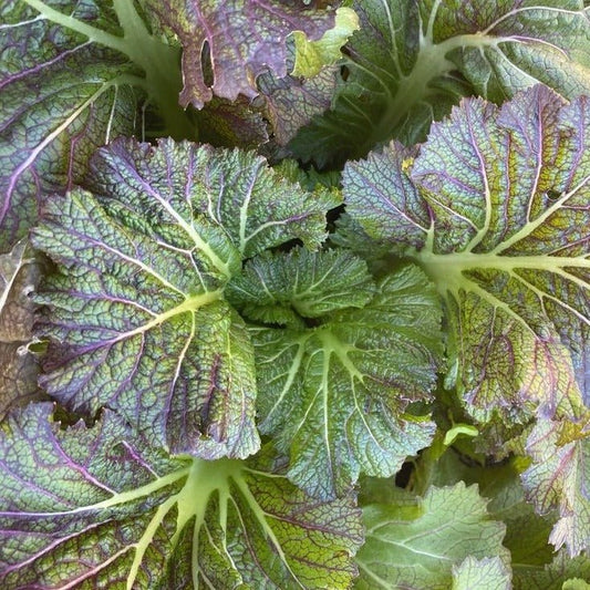 Ho - Mi - Z Mustard Greens - Organic - Greta's Family Gardens