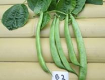 Hogan's Green Pole Beans - Organic - Greta's Family Gardens