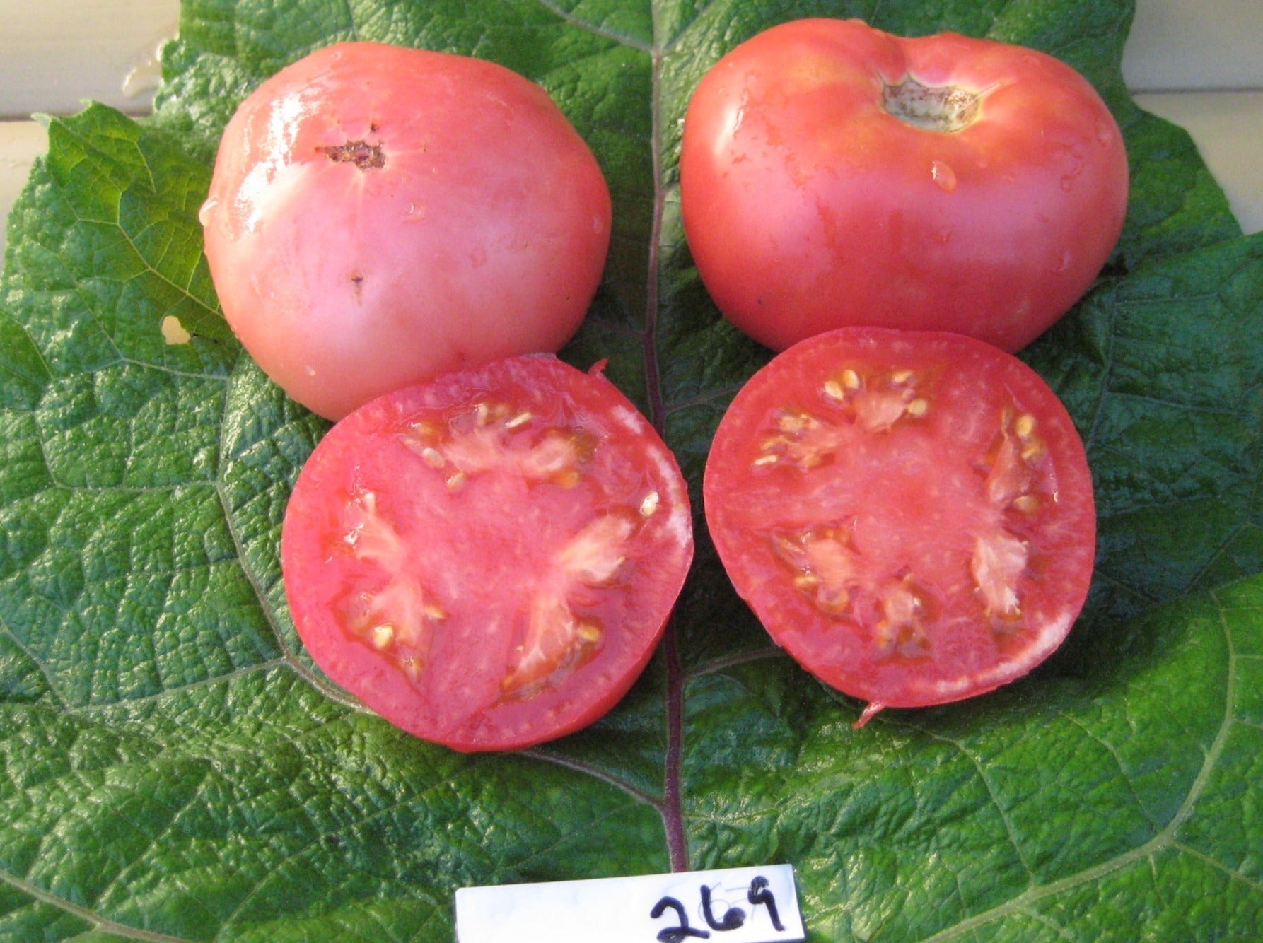 Honey Tomato - Organic - Greta's Family Gardens