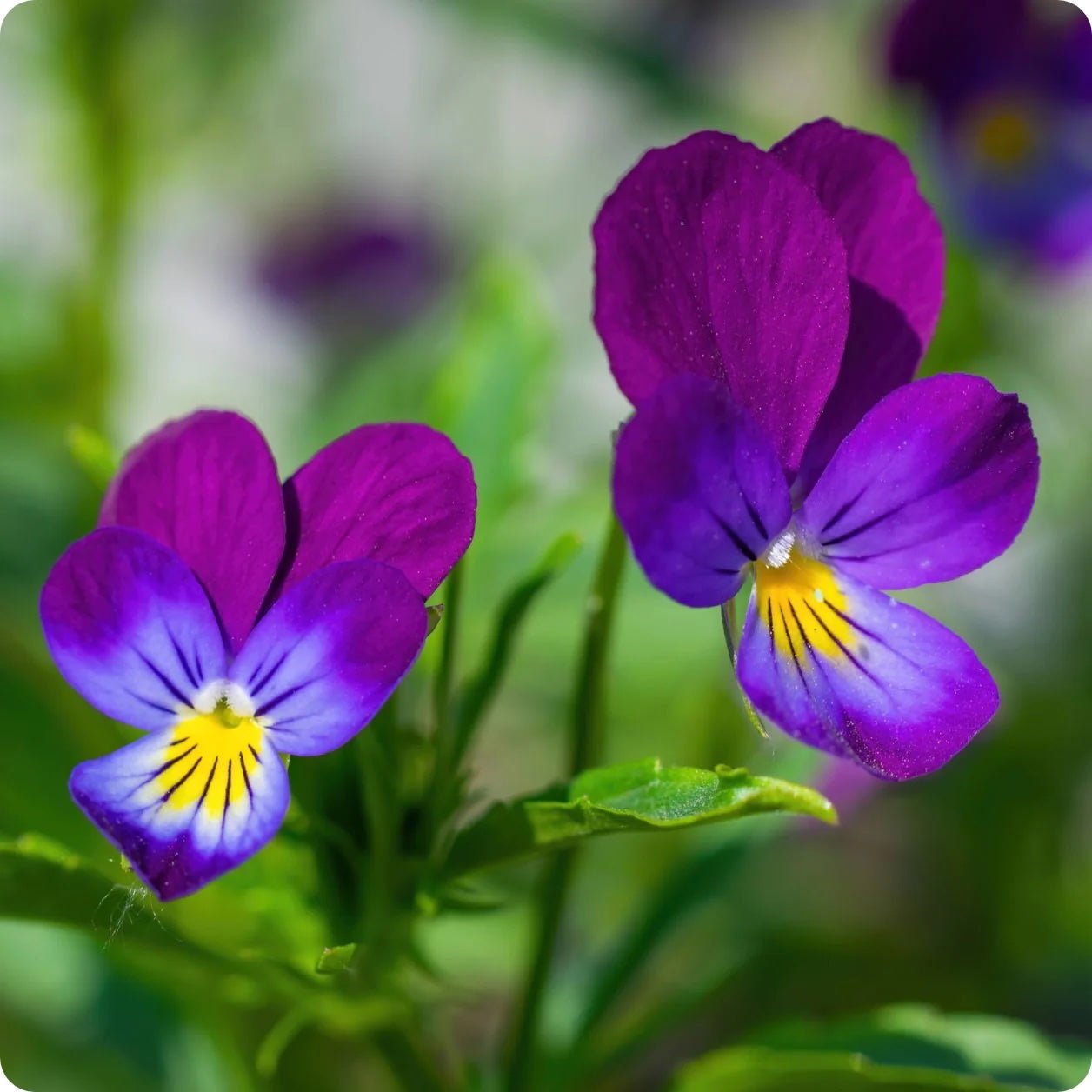 Horned Pansy - Greta's Family Gardens