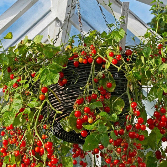 Hundreds and Thousands' Tomato - Greta's Family Gardens