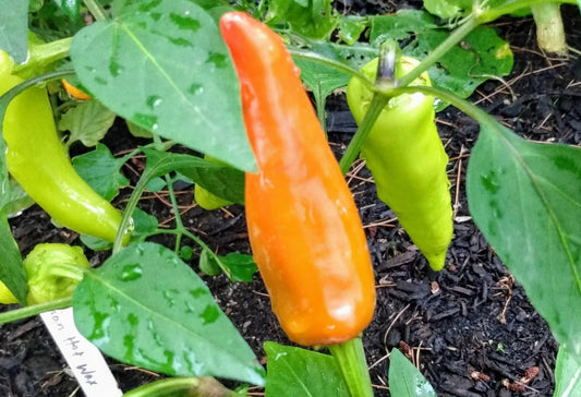 Hungarian Hot Wax Pepper - Organic - Greta's Family Gardens