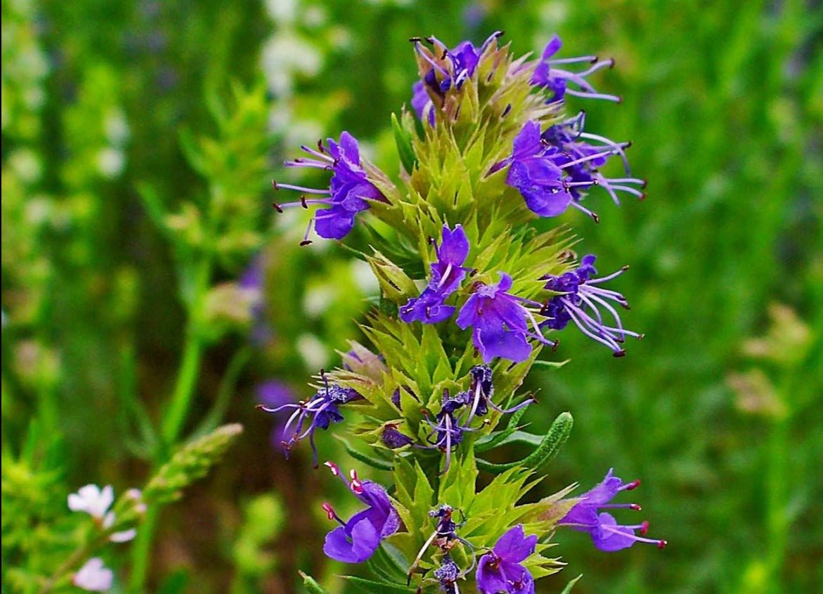 Hyssop - Greta's Family Gardens