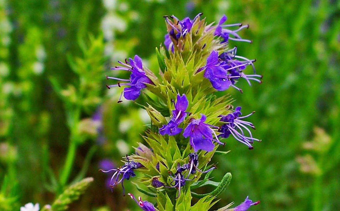 Hyssop - Organic - Greta's Family Gardens