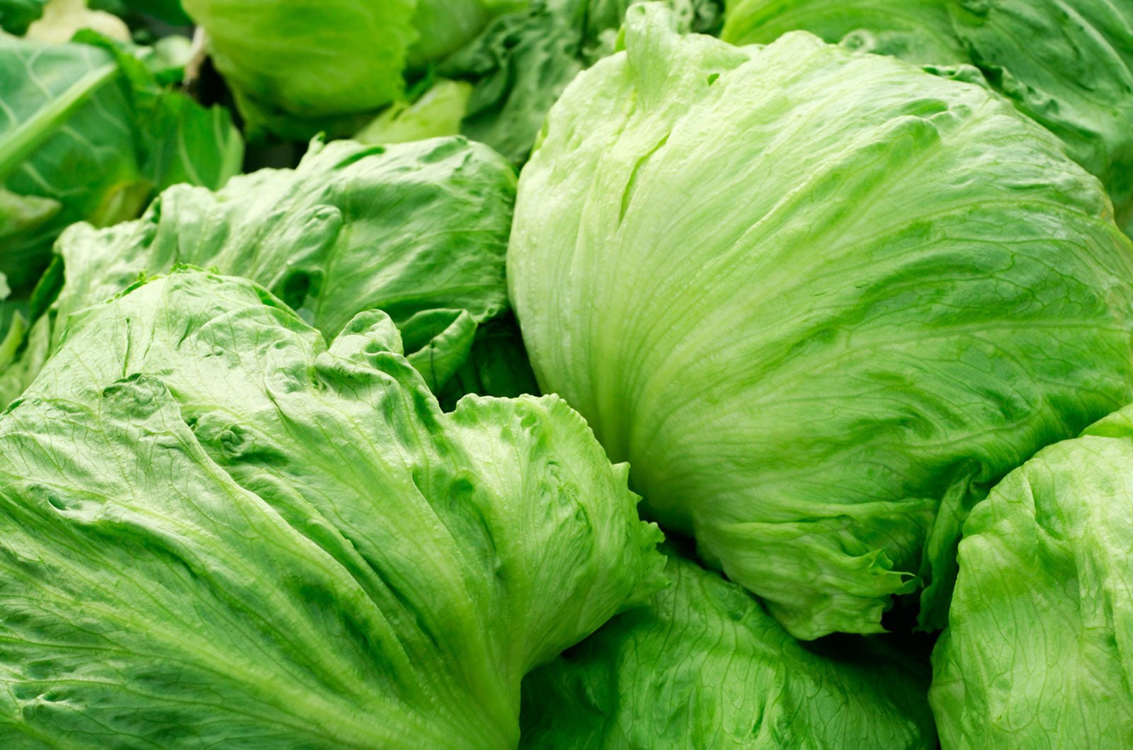 Iceberg Lettuce - Greta's Family Gardens