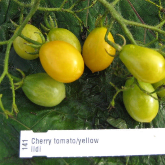 Ildi Cherry Tomato - Organic - Greta's Family Gardens