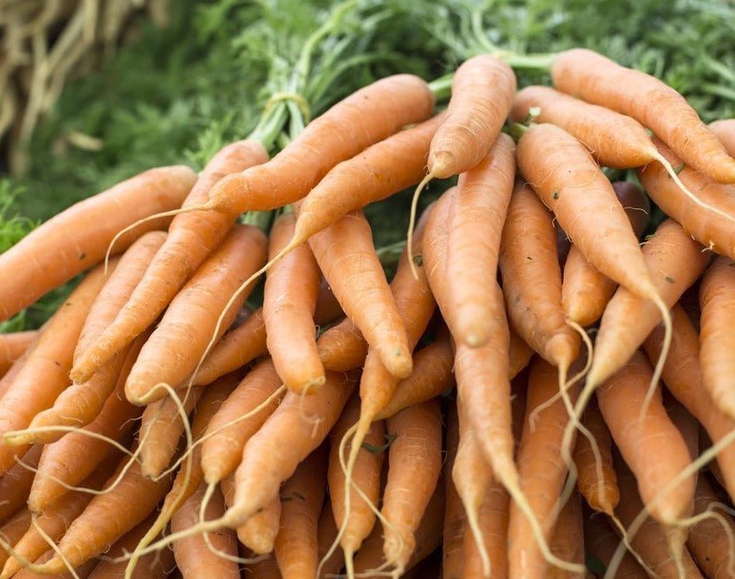 Imperator Carrots - Organic - Greta's Family Gardens