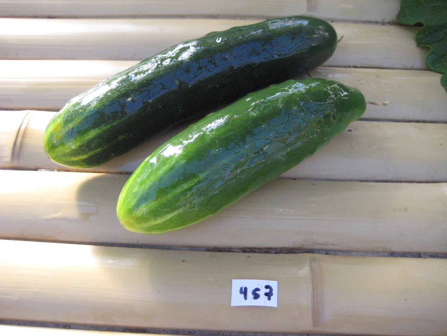 Improved Long Green Cucumber - Organic - Greta's Family Gardens