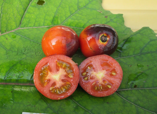 Indigo Rose Tomato - Organic - Greta's Family Gardens