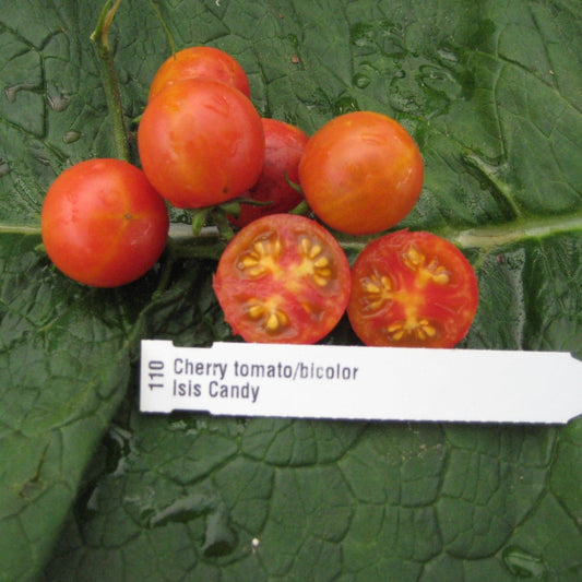 Isis Candy Cherry Tomato - Greta's Family Gardens