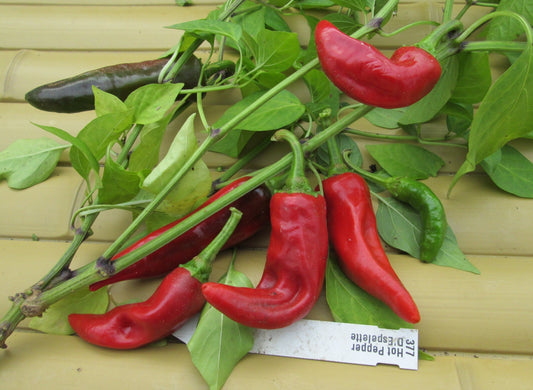 Issus d'Expelette Hot Pepper - Organic - Greta's Family Gardens