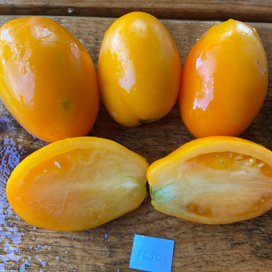 Italian Gold Tomato - Greta's Family Gardens