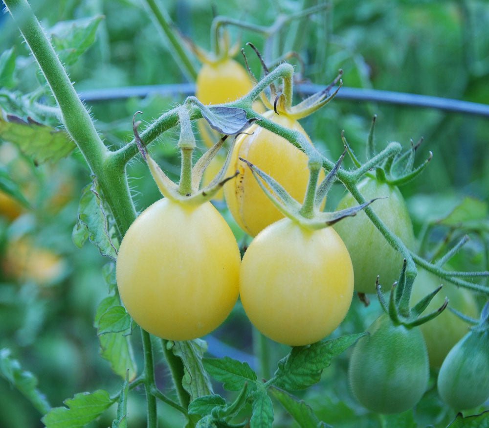 Ivory Pear Tomato - Organic - Greta's Family Gardens