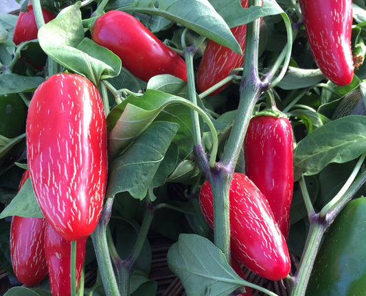 Jalapeno Hot Pepper - Organic - Greta's Family Gardens